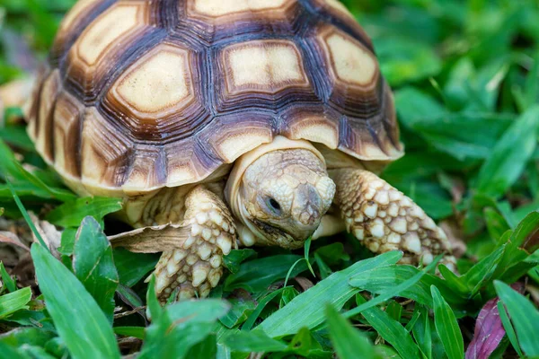 Sulcata kaplumbağası, yeşil çimenlikteki kaplumbağa; yavru kaplumbağa (Testudo hermanni) taze çimenlerde yiyor ve yürüyor.