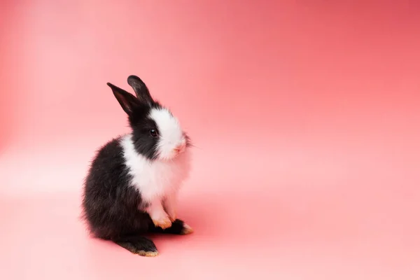 Очаровательный Чёрно Белый Очаровательный Кролик Сидит Изолированном Розовом Фоне Прекрасный — стоковое фото