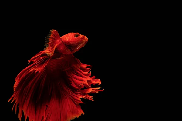 Halfmoon Betta splendens fighting fish in Thailand on isolated black background. The moving moment beautiful of red Siamese betta fish with copy space.