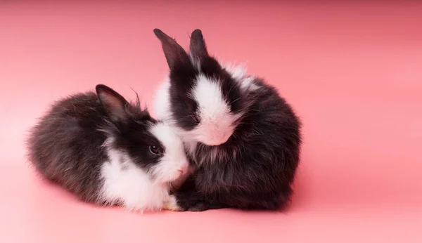 Dois Adoráveis Coelhinhos Pretos Brancos Sentados Juntos Sobre Fundo Rosa — Fotografia de Stock