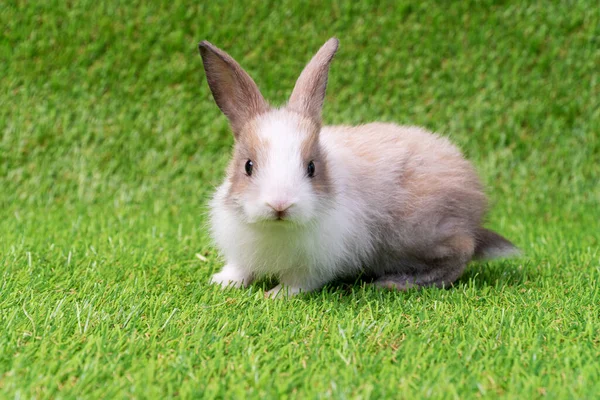 Adorable Little White Brown Rabbit Book Sitting Artificial Green Grass — Stock Photo, Image