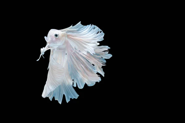 Multicolor Vit Betta Spendens Kämpar Fisk Rosetail Halvmåne Fancy Thailand — Stockfoto