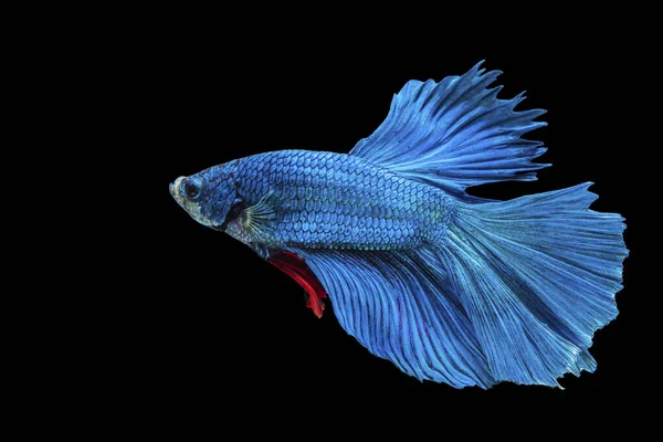영화는 태국의 배경에서 물고기와 싸우고 파란색 빨간색의 아름다운 제비타 물고기의 — 스톡 사진