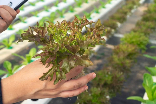 Hands of young farmer woman holding fresh lettuce organic vegetable at greenhouse hydroponic organic farm. Owner small business entrepreneur organic vegetable farm and healthy food concept