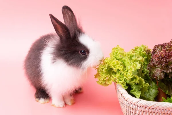 Adorables Conejitos Jóvenes Blancos Negros Comiendo Hojas Verdes Lechuga Fresca —  Fotos de Stock