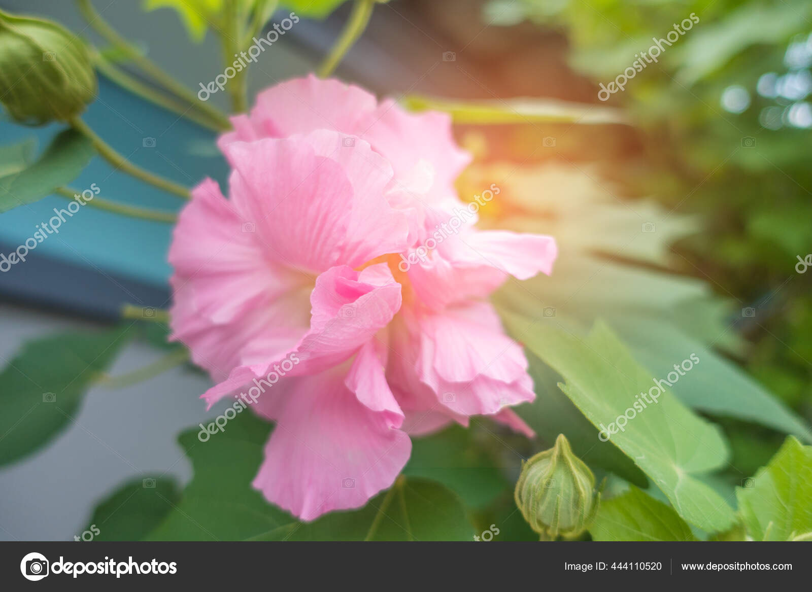 Hibiscus Mutabilis Stock Photos Royalty Free Hibiscus Mutabilis Images Depositphotos