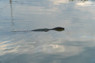 Kertenkele bataklıklarda suyun üzerinde yüzüyor..