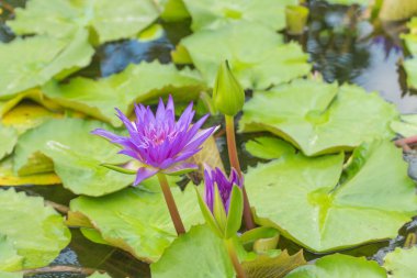 Nilüfer çiçeği ve yaprağı doğal arka planda