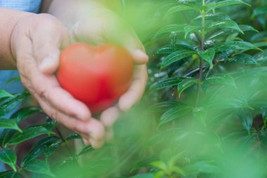 Kırmızı kalp kadınların elinde, Yapraklar bulanıklaştı.