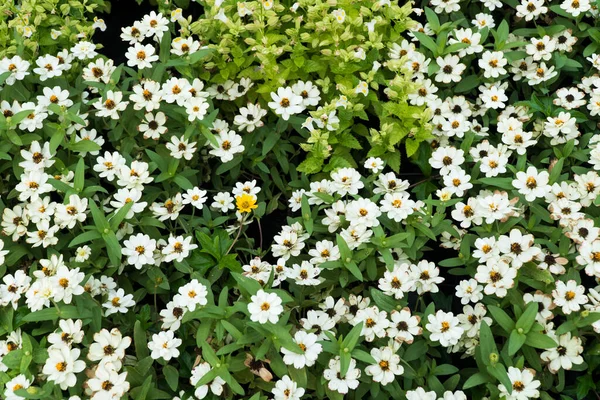 Маленький Белый Цветок Дереве Парке — стоковое фото
