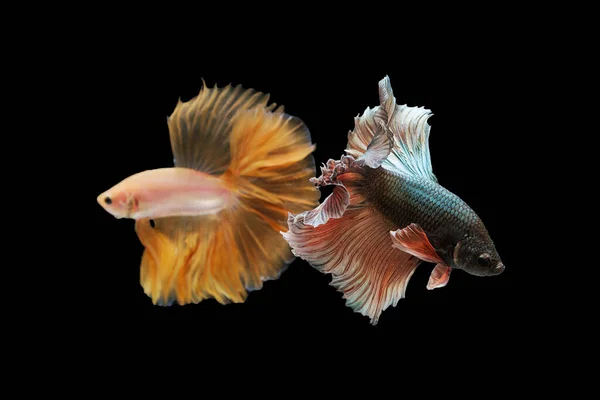 Deux Poissons Combat Siamois Couleur Poissons Betta Isolés Sur Fond — Photo