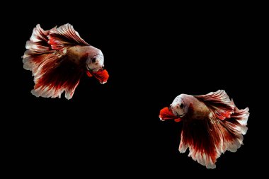 Siyam dövüşçü balığı, siyah arka planda izole edilmiş betta balığı..