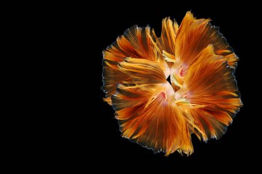 Siyam dövüşçü balığı, siyah arka planda izole edilmiş betta balığı..