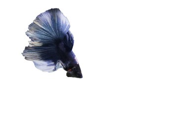 Mavi Siyam dövüşen balığının hareketli anını yakalayın, beyaz arka planda izole edilmiş bahis balığı..