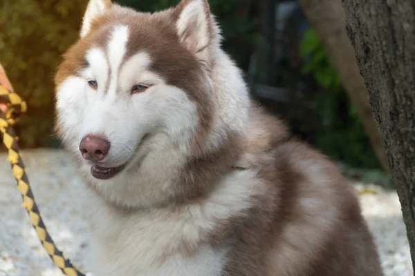 Närbild Sibirien Husky Stå Morgonträdgården — Stockfoto