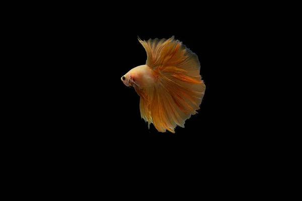 Orange Siamese Fighting Fish Betta Fish Isolated Black Background — Stock Photo, Image