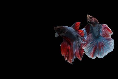 Siyam dövüşçülerinin hareketli anlarını yakalayın. Siyah arka planda izole edilmiş betta balıkları. Siyah arka planda izole edilmiş..