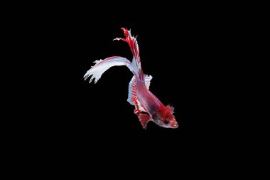 Kırmızı ve beyaz Siyam dövüşen balıklarının hareketli anlarını yakalayın. Siyah arka planda izole edilmiş betta balıkları..