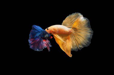 Turuncu ve mavi Siyam dövüşen balıklarının hareketli anlarını yakalayın. Siyah arka planda izole edilmiş bahis balıkları..