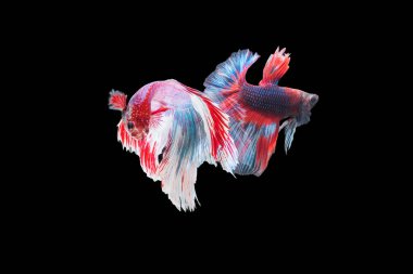 Kırmızı ve beyaz Siyam dövüşen balıklarının hareketli anlarını yakalayın. Siyah arka planda izole edilmiş betta balıkları..