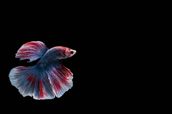 Capture Moving Moment Siamese Fighting Fish Betta Fish Isolated Black — Stock Photo, Image