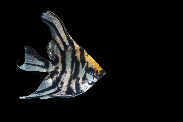 Янгольська Риба Ізольована Чорному Тлі — стокове фото