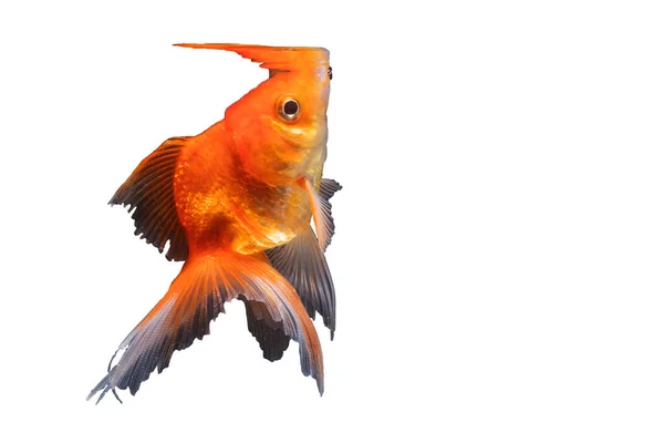Goldfish Нюхать Верхней Изолированы Белом Фоне — стоковое фото