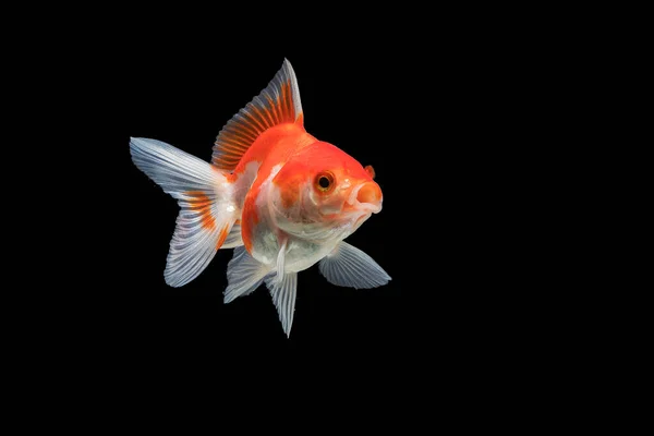 Goldfish Isolado Fundo Preto — Fotografia de Stock