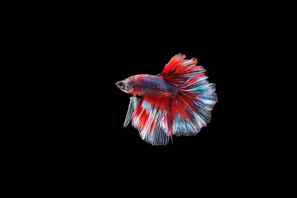 Kırmızı Mavi Siyam Dövüşen Balıklarının Hareketli Anlarını Yakalayın Siyah Arka — Stok fotoğraf