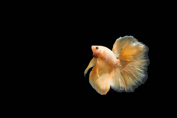 Captura Momento Movimiento Los Peces Siameses Lucha Naranja Peces Betta — Foto de Stock