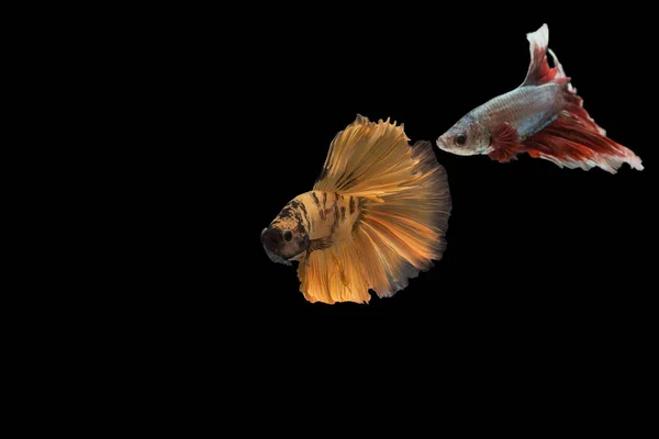 Capture Moving Moment Orange Black Siamese Fighting Fish Betta Fish — Foto de Stock