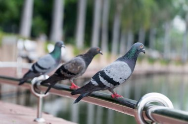 Feral Pigeons, doğal arka plan parkındaki göletin kenarındaki korkuluklara tünemiş..