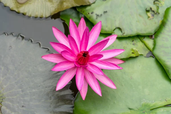 Red Lotus Blooming Morning Day Natural Background — стоковое фото