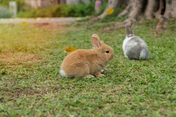 Taze Yeşil Çimenlerin Üzerinde Oturan Küçük Kahverengi Beyaz Tavşanı Kapat — Stok fotoğraf