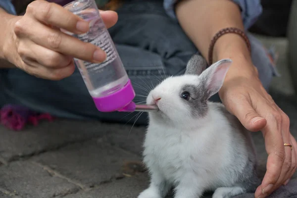 Küçük beyaz tavşanı kapatın. Besleyiciyi tutan kadına su şişesinden su içirin..