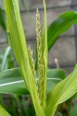 Mısır ağacındaki genç mısır çiçeklerini kapat. Genç püskül ve yaprak yeşili mısır.