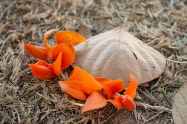 Güneydoğu Asya 'nın Butea Monosperma veya Palash çiçeği kuru yaprağın üzerinde. Piç Tik, Bengal Kino, Ormanın Alevi