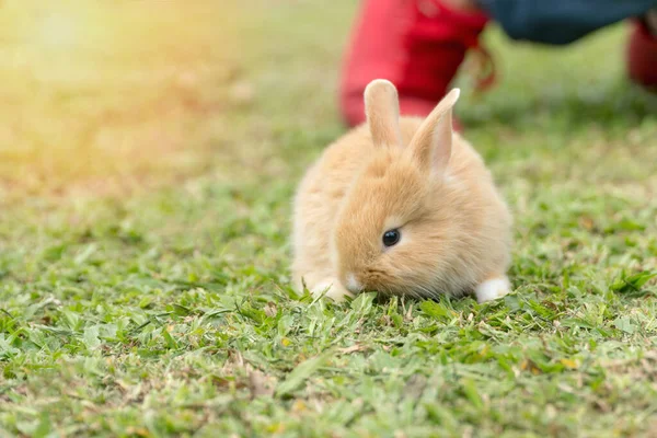 新鮮な緑の草の背景に座っている小さな茶色の白いウサギを閉じます — ストック写真