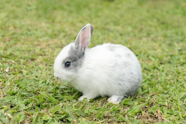 Close Little White Grey Rabbit Sitting Fresh Green Grass Background — Stock Photo, Image