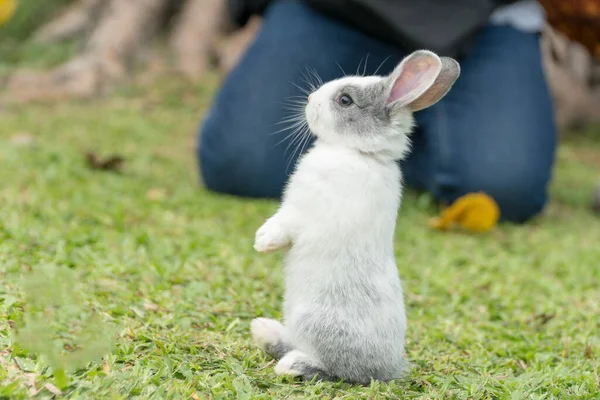 Gros Plan Petit Lapin Gris Blanc Debout Sur Fond Herbe — Photo