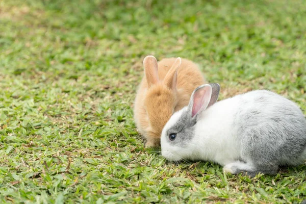 Taze Yeşil Çimenlerin Üzerinde Oturan Iki Küçük Kahverengi Gri Tavşanı — Stok fotoğraf