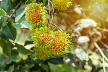 Rambutanlar ağaçta. Doğal arka planda tropikal meyveli Rambutan ağacı. (Nephelyum Lappaceum)