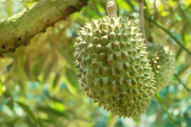 Ağaçta taze Asya tropikal Durian 'ı var. Meyvelerin kralı. (Durian ağacı)