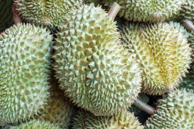 Piyasada bir yığın taze Asya tropikal Durian var. Meyvelerin kralı. (Durian ağacı)