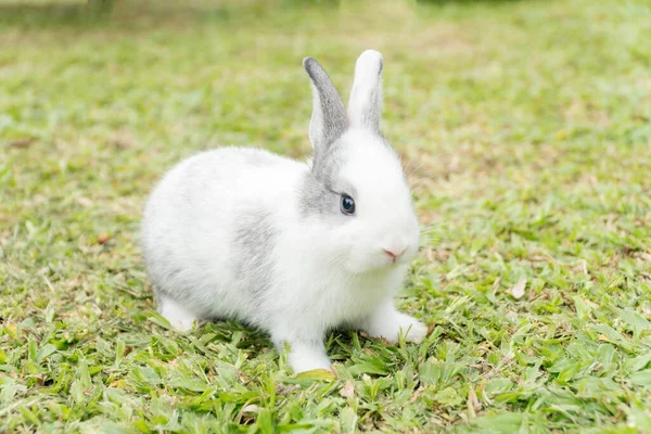 新鮮な緑の草の背景に座って小さな白い灰色のウサギを閉じます — ストック写真