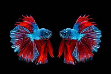Tayland 'da izole edilmiş siyah arka planda iki balık dövüşü. Mavi & kırmızı Siyam betta süslü balığının hareketli anı.