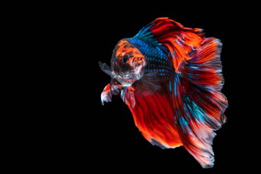 Tecrit edilmiş siyah arka planda balıklarla savaşmanın ritmi. Hareketli an, beyaz, mavi ve kırmızı siyam balığının kopyalama alanı olan güzel anı.. 