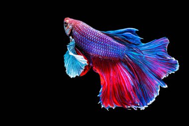 Tayland 'da izole edilmiş siyah arka planda Betta balığıyla savaşıyor. Mavi ve kırmızı Siyam betta balığının hareketli anı..