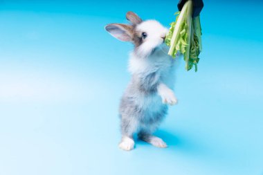 Sevimli küçük kahverengi ve beyaz tavşanlar yeşil taze marul yapraklarını izole edilmiş mavi arka planda yiyorlar. Hayvanlar sebze yer ve Paskalya konsepti.