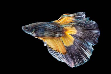 Hayvan akvaryumu kavramı. İzole edilmiş siyah arka planda balık grisi turuncusuyla savaşan Beta. Kırmızı ve beyaz Siyam betta balığının hareketli anı..